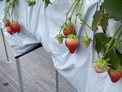 タナストベースの写真1