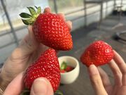 かなさんのかふうイチゴ園の投稿写真1