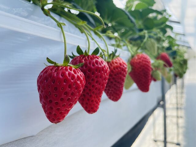 真っ赤なイチゴが沢山ありました。日陰のは冷たくてオススメです。_まちワクファーム いちご農園