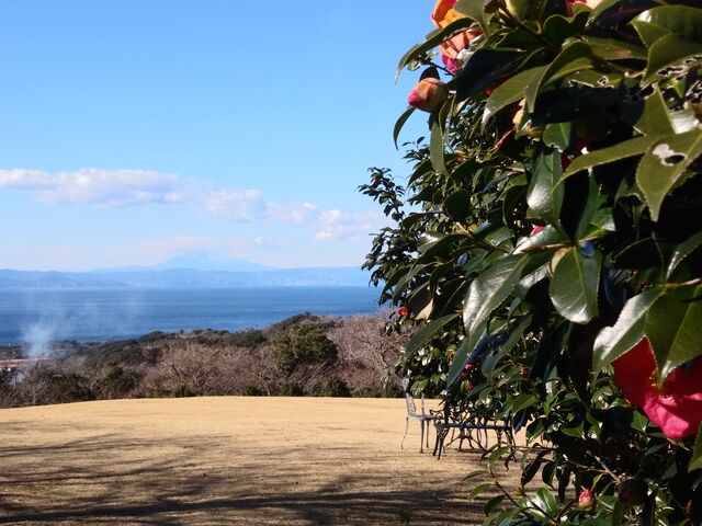 海の向こうに富士山が見えました。_椿花ガーデン