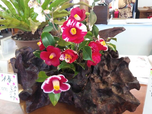 椿の生け花もきれい。_椿花ガーデン