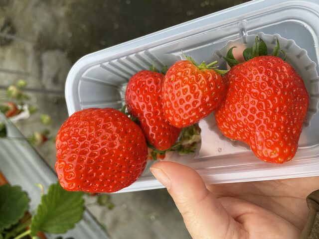 大きくって甘い苺♪_苺ファームべりふる