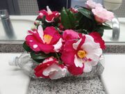 サクラサクさんの伊豆大島の投稿写真5