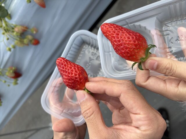 おいしすぎるいちごでした_おさぜん農園 びわ湖ファーム