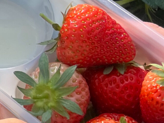 いちご_T-FARM 1号店