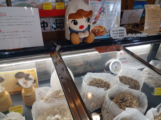 大きな 白舞茸・黒舞茸が並んでいます_雪国まいたけ物産館