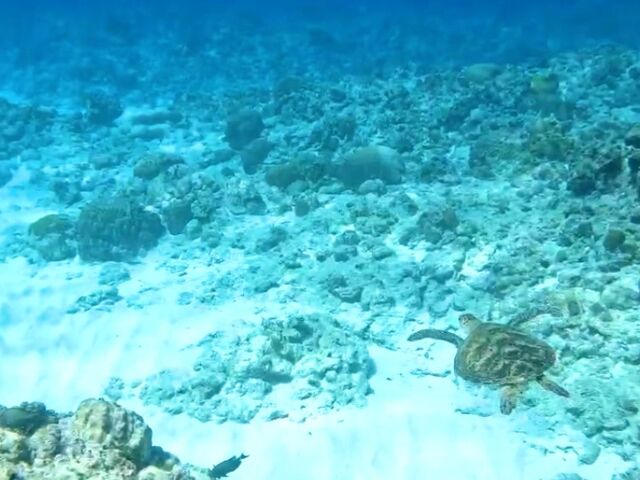 ウミガメと泳ぐ_Y'S DIVE OKINAWA