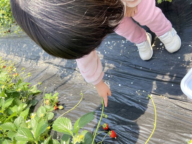これ、食べるー!の写真_榎谷農園