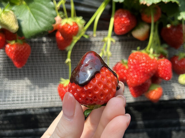 チョコソースにディップしました。_和束農園