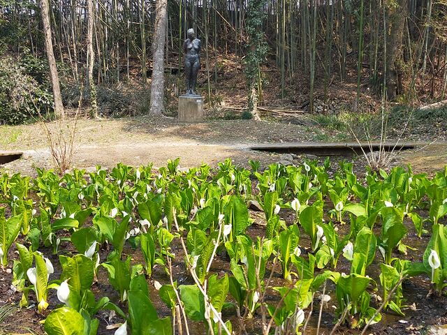 水芭蕉見頃に_藤垈の滝