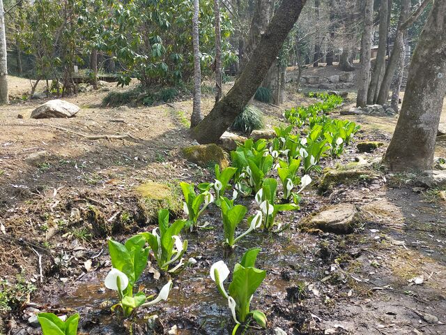 水路の水芭蕉_藤垈の滝