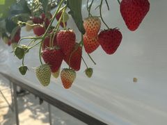 みこさんのお陽様農園への投稿写真1