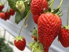 ストロベリーファームの写真1