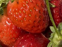 サンシャイン果樹園の写真1