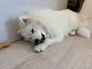 マッキーさんのドッグギャラリーの投稿写真1