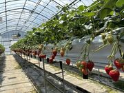 babu mamaさんのおいしませファームの投稿写真2