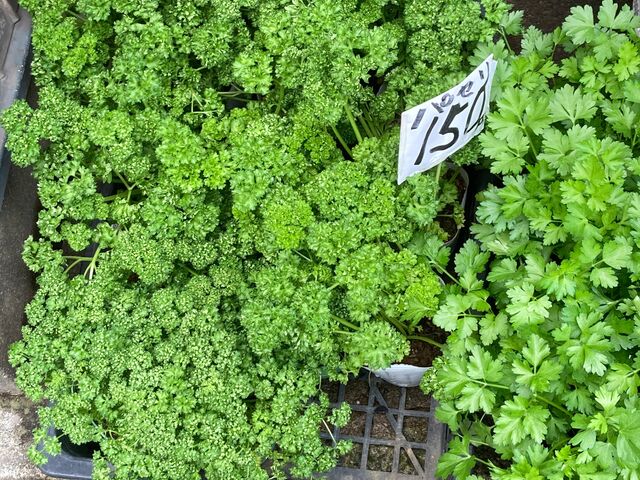 ひばりが丘園芸_ひばりが丘園芸