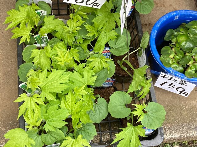 ひばりが丘園芸_ひばりが丘園芸