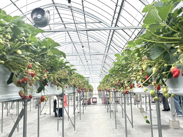 イチゴ狩りは室内だから雨でも安心!練ニュウの販売もありミニ紙コップとガラ入れもらえ清潔なテント内_長久手ハーベストファーム