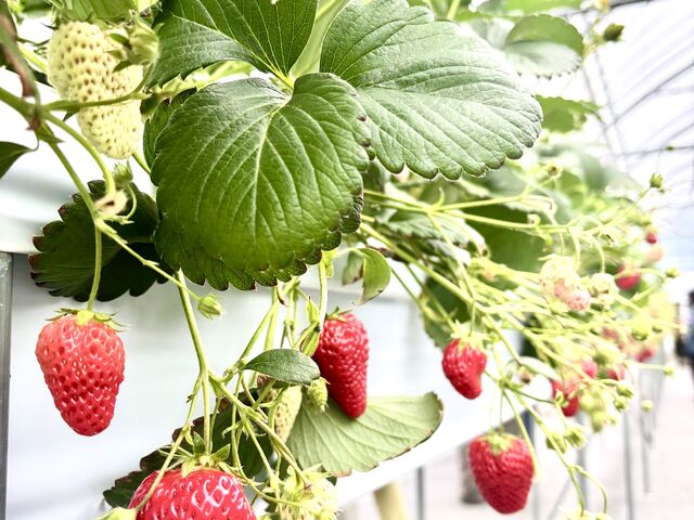 真っ赤に育ったイチゴ。大きいもの沢山
あきひめより紅ほっぺが好き(笑)2回目の方が美味しく感じた_長久手ハーベストファーム