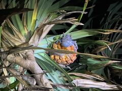 アルパカさんの宮古島マリンショップSmileyへの投稿写真1