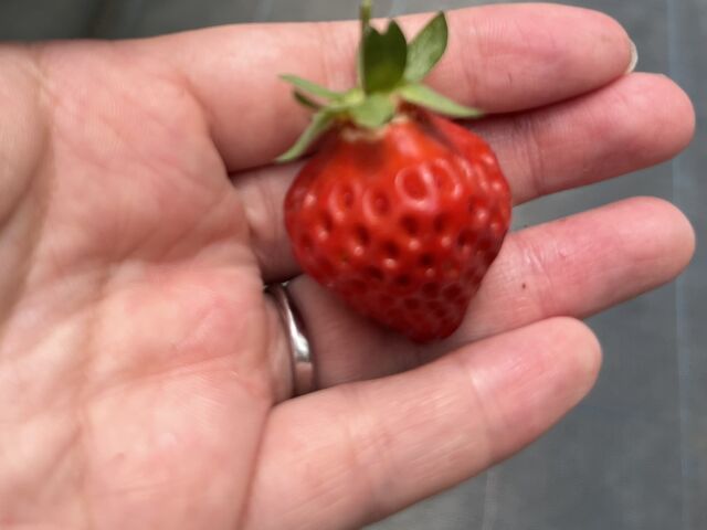 上が割れていてとっても甘い!_有限会社 安田興和農事 イチゴ園