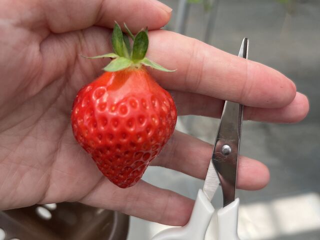 ヘタとのさかえが長いのもとても甘い_有限会社 安田興和農事 イチゴ園