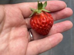 有限会社 安田興和農事 イチゴ園の写真2