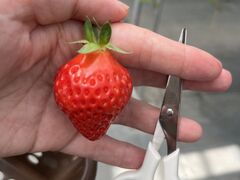 有限会社 安田興和農事 イチゴ園の写真3