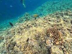 かがりさんの沖縄ダイビングと青の洞窟のSeaMoleへの投稿写真1