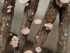 高槻しいたけセンターの写真1