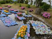 らんちゅうさんのあじさい公園の投稿写真2