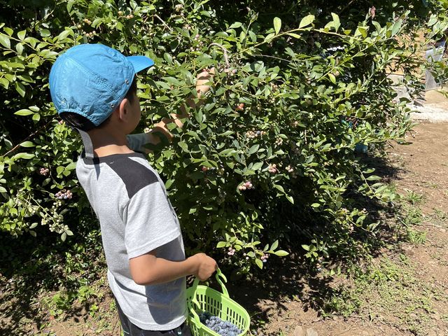 子供が取りやすい位置も沢山実っていました。_広石農園