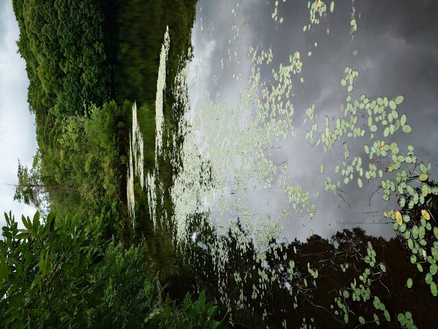 モネの絵画のように見えるところ この写真は縦横が逆_鯉が窪湿原
