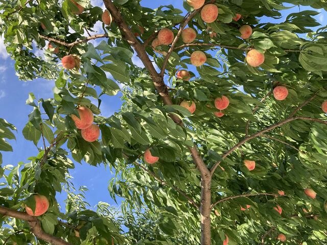 桃いっぱい成ってたよ_紺野果樹園