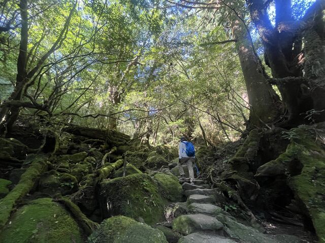 白谷雲水峡_樹之香