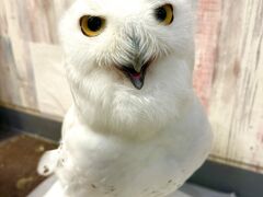 あうるぱーく フクロウカフェ池袋の写真3