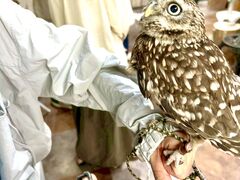 あうるぱーく フクロウカフェ池袋の写真5