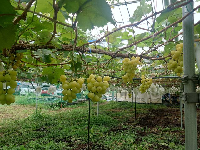 シャインマスカット_ぶどう園 塚本