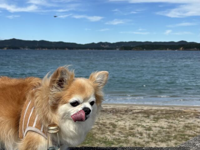 綺麗な海を見ながら伊勢志摩スカイラインサイダーのんだよ_浦ノ浜
