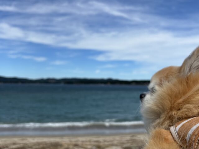 チビちゃんと綺麗な海を見たよ_浦ノ浜