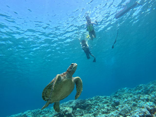 ウミガメ_ピース