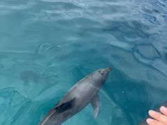 みずさんの特定非営利活動法人黒潮実感センターへの投稿写真1