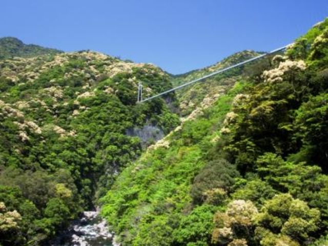 綾川渓谷、照葉樹林と大吊橋_綾川渓谷