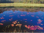 湯川沼の写真2