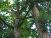 赤穴八幡宮の写真2
