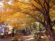 赤穴八幡宮の写真4