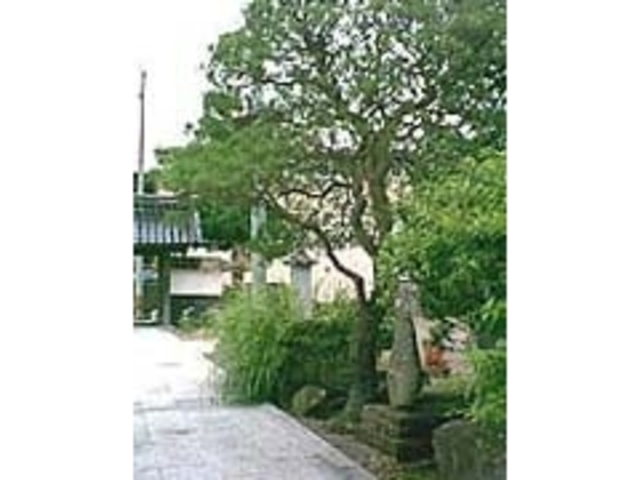 銭掛の松の写真1
