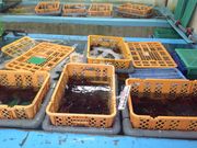 伊豆漁協南伊豆直売所の写真3