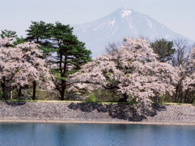 鍋沼の桜の写真1